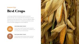 To fit an image into a shape in google slides, you can mask an image. Autumn Crops Google Slides Themes For Presentations