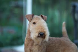 Image result for lakeland teriér