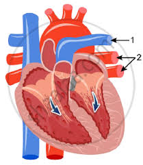 Blood flows throughout the body tissues in blood vessels, via bulk flow (i.e., all constituents together and in one direction). The Diagram Given Below Represents A Section Of The Human Heart Answer The Questions That Follow Biology Shaalaa Com
