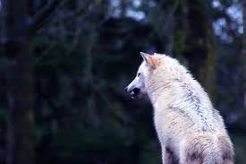 White Wolf Growling Gif Wolf Growling Black Wolf White Wolf