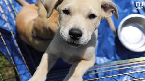 Find out what to expect from shelters, how to find a dog for your family, and how to prepare for a new pet! Flypups Rescued 42 Puppies And Flew Them To New Jersey For Adoption Youtube