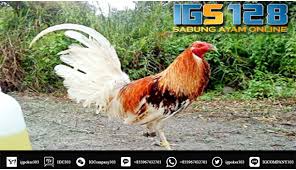 Live streaming berkualitas hd » website html5 » sabung ayam taji » ayam berkualitas dari negara filipina, saigon vietnam, bangkok thailand, burma myanmar dan peru. 80 Gambar Ayam Peru Terlihat Keren Gambar Pixabay