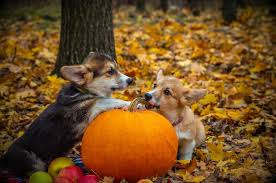To get better and quick results to start feeding when you notice signs of upset stomach. What Dosage Of Pumpkin Is Safe For A Dog Suffering From Diarrhea