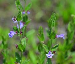 Image result for Scutellaria schweinfurthii