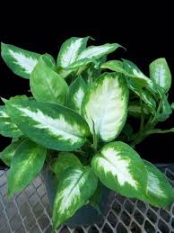 Dieffenbachia Maculata Cv Camille Araceae Plant Leaves Plants Flowers