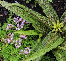 Image result for Eucomis zambesiaca
