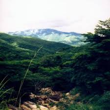 Image result for Terminalia sambesiaca