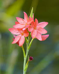 Image result for Hesperantha