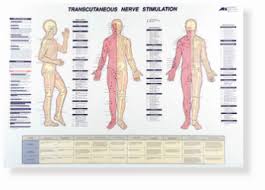 Athletic Therapy Publications And Charts Anne Hartley Agency