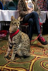 This kitten is so lifelike they will truly connect as your child learns to nurture and care for their new pet! Pin On Fun