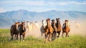 Photograph by press service of the president of the russian federation. It S Not Too Late Government Looks For Solution To Growing Wild Horse Population In American West Abc News