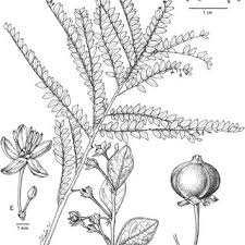 Image result for Phyllanthus bernierianus
