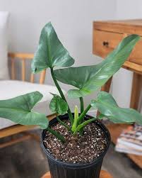 Image result for Philodendron
