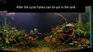 Sep 30, 2016 · nualgi aquarium helps to fill in the gaps of your aquarium's ecosystem by nurturing helpful diatoms with nano silica, the building block of your tank's food chain. Planted Aquarium Using Garden Soil Dirt Youtube