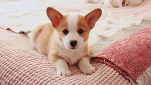 To complete your family for this year 2021. Life With My Corgi Puppy Youtube