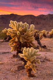 Beautiful cactus garden in joshua tree national park. Cholla Cactus Garden Lucas Cometto Wilderness Landscape Photography