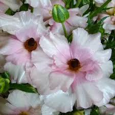 Image result for Ranunculus raeae