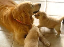 Welcome To Brookhill Golden Retrievers Website Golden Retriever Breeder Chicago Suburb Puppies For Sale Golden Retriever Retriever Puppy Puppies For Sale