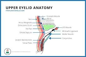 Middle lamella is composed of. Upper Eyelid Anatomy