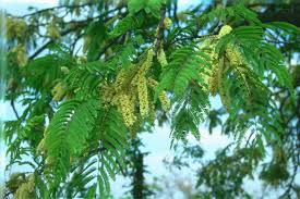 Image result for Acacia afra