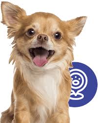 Affordable walk in pet clinic. Vetcheck Pet Urgent Care Center L Microchipping Fishers In Noblesville In Carmel In