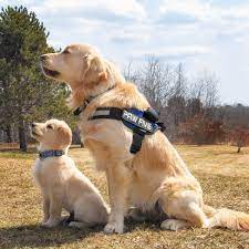Golden Retriever Brothers Jax Is 1 1 2 Years Old And Jasper Is 11 Weeks Old Ê³¨ë  Ë¦¬í¸ë¦¬ë² Ëë¸ë¼ë Ë¦¬í¸ë¦¬ë² Ê°ìì§