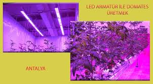 Antalya Da Led Aydinlatma Ile Domates Yetistirdiler Led Antalya Domatesler