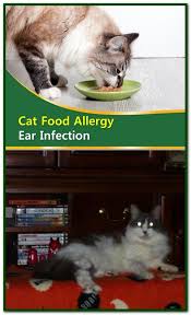 Cat Food Allergy Ear Infection And While Food Allergies Are One Possible Cause For Your Dog S Itchy Skin And Ear Inf Cat Food Cat Food Allergy Food Allergies