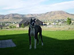 Other adoption agencies in the rogue valley: East Medford Pet Nanny Home Facebook