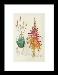 Image result for Aloe pienaarii
