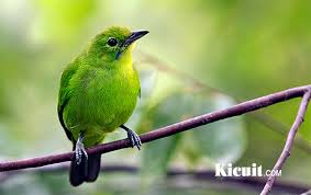 Suara burung jenggot mini /ciung air cocok digunakan untuk pancingan burung macet. Mengenal Lebih Jauh Karakteristik Burung Cucak Ijo Mini