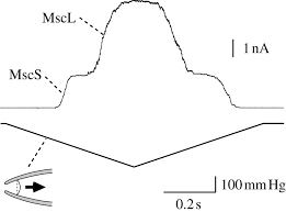 We did not find results for: Mechanosensitivity Of Ion Channels Based On Protein Lipid Interactions Journal Of The Royal Society Interface