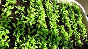We did not find results for: Growing Cilantro How To Grow Cilantro Geekgardener
