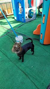 Marie Quinn-Taylor (@mariequinntaylor)’s videos with Circle of Life (From  "The Lion King")