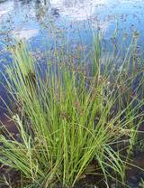 Image result for Pycreus sp.no.1