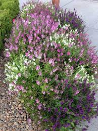 Pin On Mygardenanswers