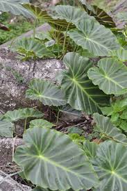 Image result for Remusatia