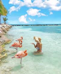 All You Need To Know Before Visiting The Flamingo Beach In Aruba With Images Aruba Photography Africa Travel Aruba