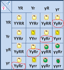 Given four possible gamete types in each parent, there are 4 x 4 = 16 possible f2 combinations, and the probability of any particular dihybrid type is 1/4 x 1/4 = 1/16. F2 Ratio In Dihybrid Cross Is Biology Questions