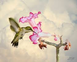 Desert Rose and Hummingbird by I.M. Spadecaller