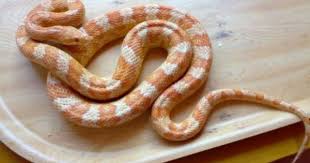 Black And White Corn Snake Corn Snake Creamsicle Morph Bred By Crossing An Amel No Black Pigment With A Great Plains Ratsnake Results In The Black Bands Corn Snake Snake Pet Snake