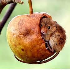 That Mouse Is So Cute In That Apple Animals Love Dog Nature Photography Animal Wildlife Photoofthe Animals Beautiful Animals Images Animals