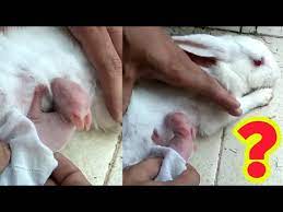 Apr 03, 2020 · mother rabbits feed their babies twice per day. Mother Rabbit Feeding Her Babies How To Take Care Of Newly Born Rabbits Rabbit Baby Born Rabbit Youtube