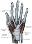 The fds inserts on the midportion of the. Flexor Digitorum Profundus Muscle Wikipedia