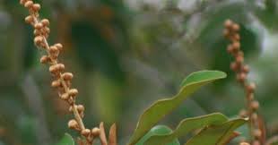 Image result for Croton gratissimus