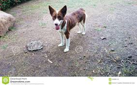Check spelling or type a new query. Glucklicher Hund Stockfoto Bild Von Glucklich Asien 56988150