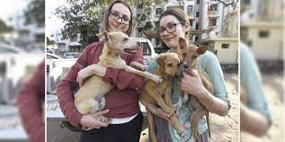 Rescuing a stray dog ​​or adopting from a shelter is a decision that should not be taken lightly, and that compromises you for the rest of the animal's life. Foreigners Adopted Stray Dogs From India Dogexpress