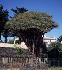 Image result for Dracaenaceae