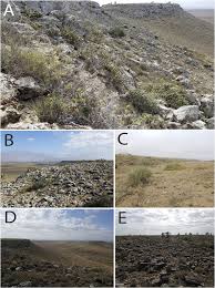 Image result for Mimulopsis arborescens