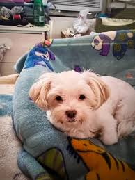 Lost Dog in Turlock, CA, Near East Ave, Found and Reunited with Owner